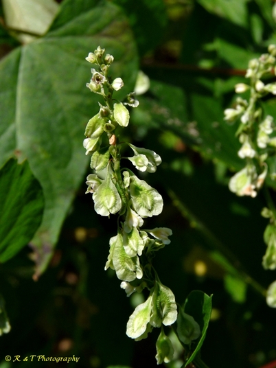 {Fallopia scandens}